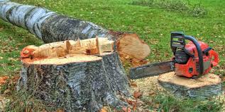 Best Arborist Consultation Services  in Strasburg, VA
