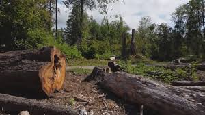  Strasburg, VA Tree Services Pros