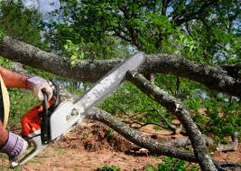 Best Tree Cabling and Bracing  in Strasburg, VA