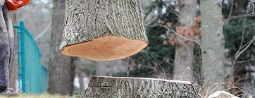 How Our Tree Care Process Works  in  Strasburg, VA