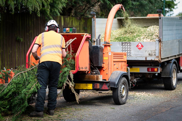 Best Tree and Shrub Care  in Strasburg, VA