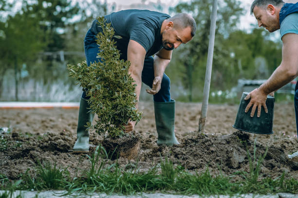 Best Palm Tree Trimming  in Strasburg, VA