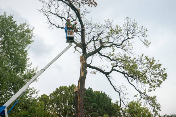Best Tree Mulching  in Strasburg, VA