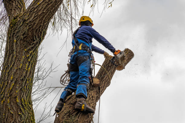 Best Root Management and Removal  in Strasburg, VA