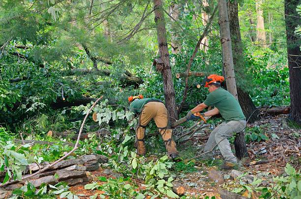 Organic Lawn Care Solutions in Strasburg, VA