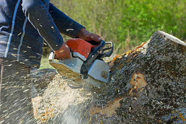Strasburg, VA Tree Services Company