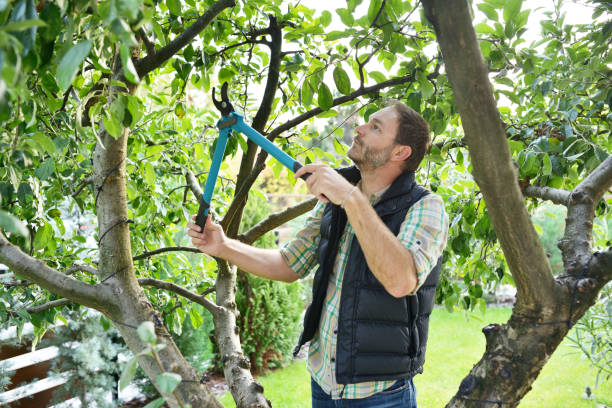 Best Lawn Irrigation Installation and Maintenance  in Strasburg, VA